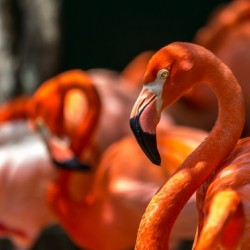 flamingo family